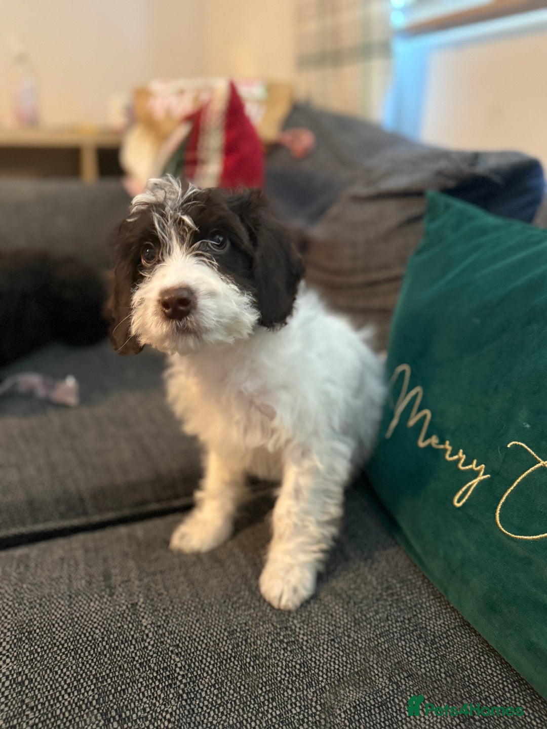 Cockapoo dogs for sale: 15 week old cockerpoo female  - Advert 4