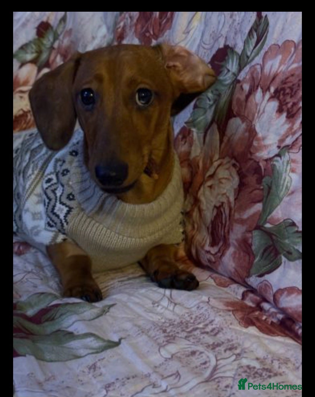 Miniature Dachshund dogs for sale: Miniature Dachshund Looking for a Forever Home - Advert 3