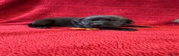 Labrador Retriever dogs for sale: 🐾1 Stunning Labrador Puppy left 👀 🏡 🐾 - Advert 33