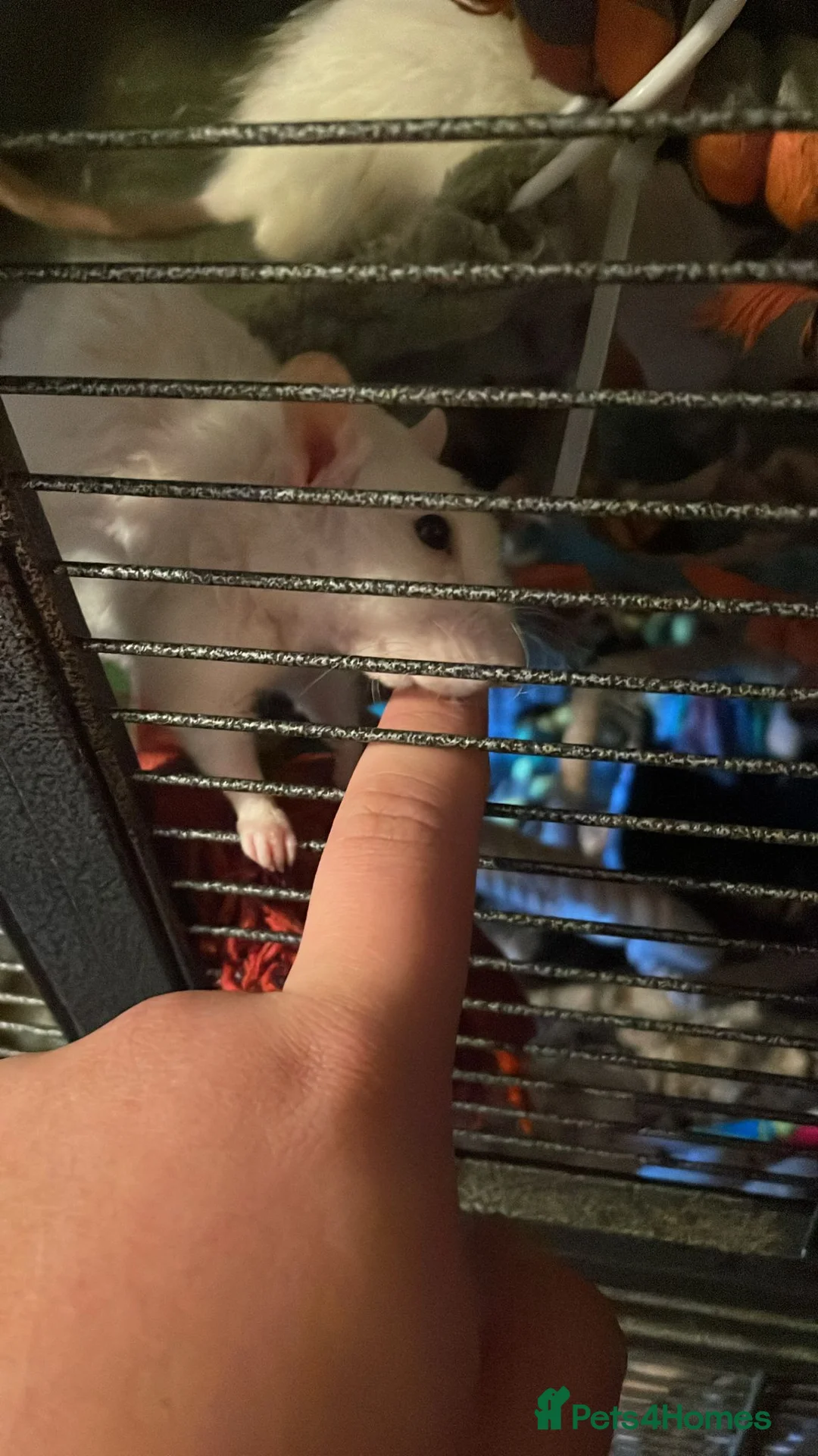 Rat rodents for sale: Rehoming  - Advert 14