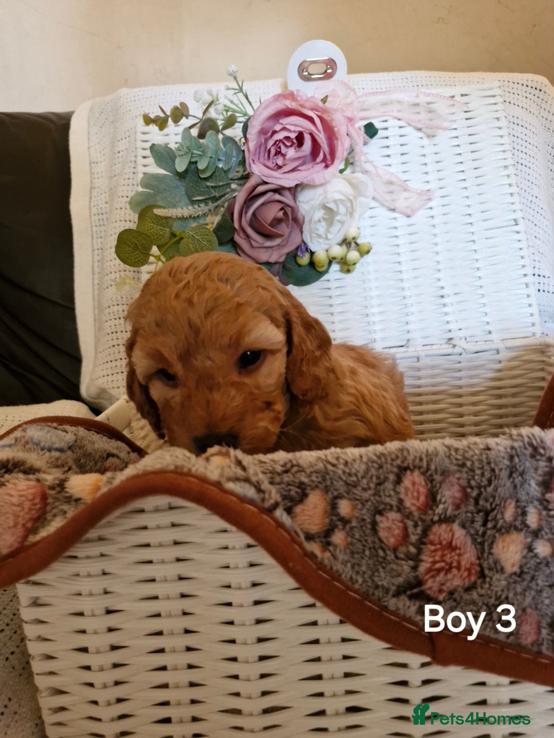 Mixed Breed dogs for sale: Adorable puppies ready from 22 12.25 - Advert 15