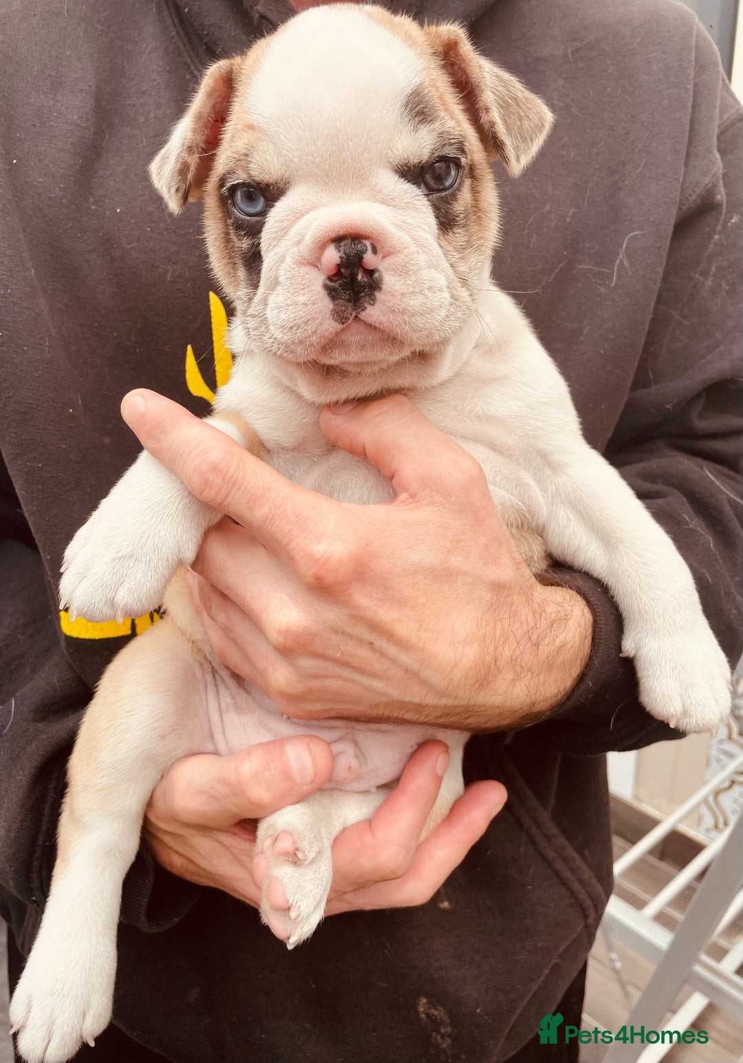 French Bulldog dogs for sale: Pedigree home bred French Bulldogs, Kc registered - Image 5