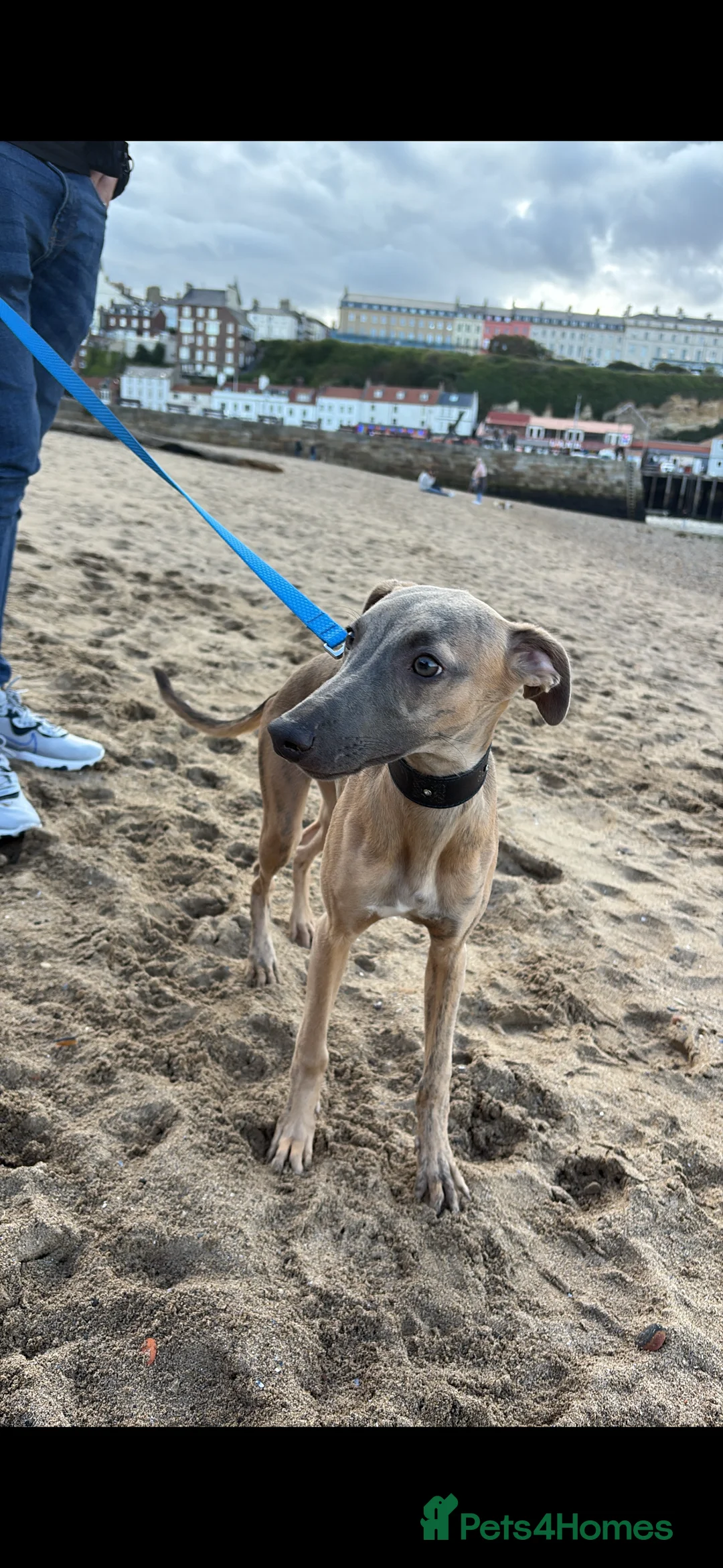 Whippet dogs for sale: Male KC reg whippet - Advert 1