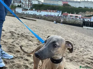 Whippet dogs Male whippet - Advert 5