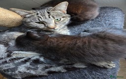 Mixed Breed cats for sale: Kittens. Boy and girl  - Advert 1