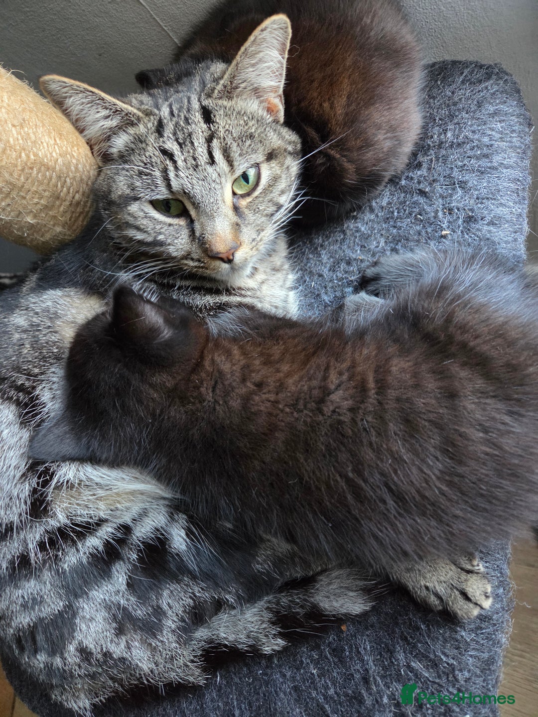 Mixed Breed cats for sale: Kittens. Boy and girl  - Advert 1