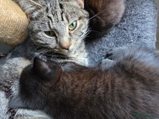 Mixed Breed cats for sale: Kittens. Boy and girl - Advert 1