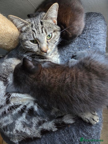 Mixed Breed cats Kittens. Boy and girl - Advert 1