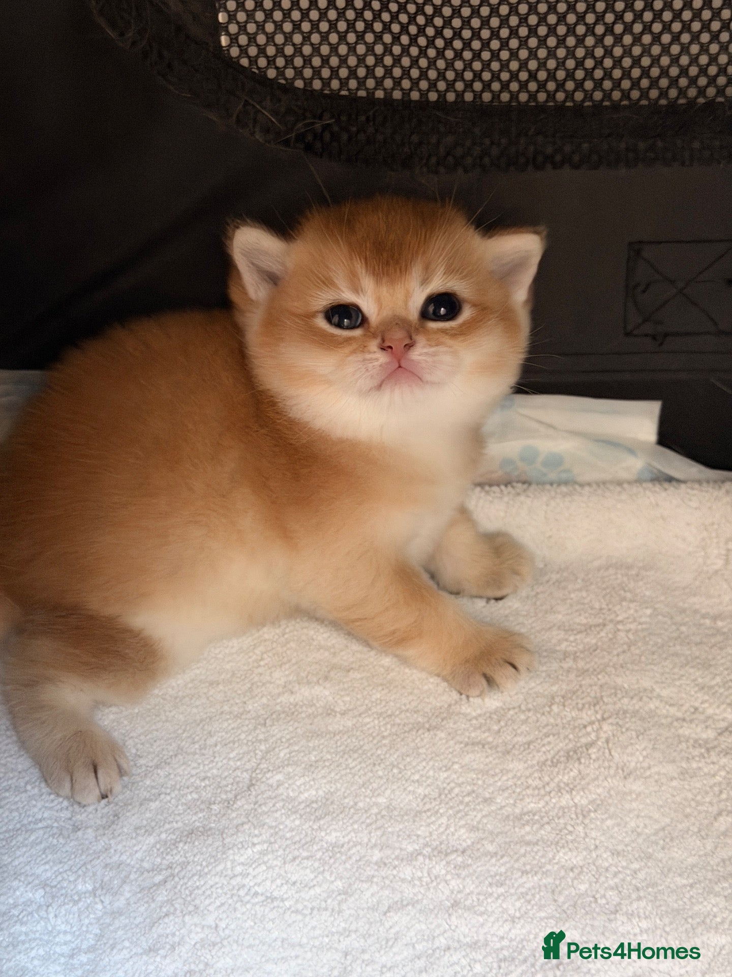 British Shorthair cats BSH golden kittens show quality TICA reg - Advert 7
