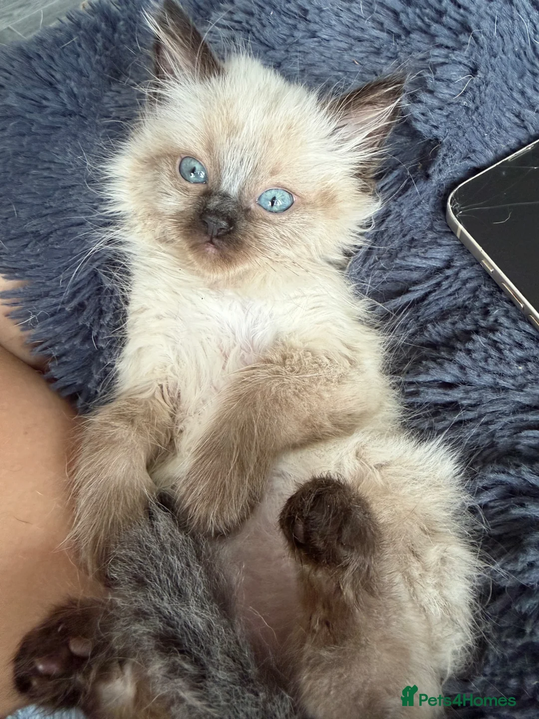 Ragdoll cats for sale: Last male Purebred ragdolls seal point - Advert 2