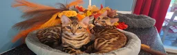 Bengal cats for sale: Stunning Bengal Kittens  - Advert 4