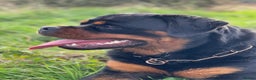 Rottweiler dogs for stud: BEAUTIFUL OLD TYPE BIG BONED ROTTIE! For stud in Mansfield - Advert 16