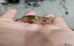 Mouse rodents for sale: Fancy mice females - Image 2