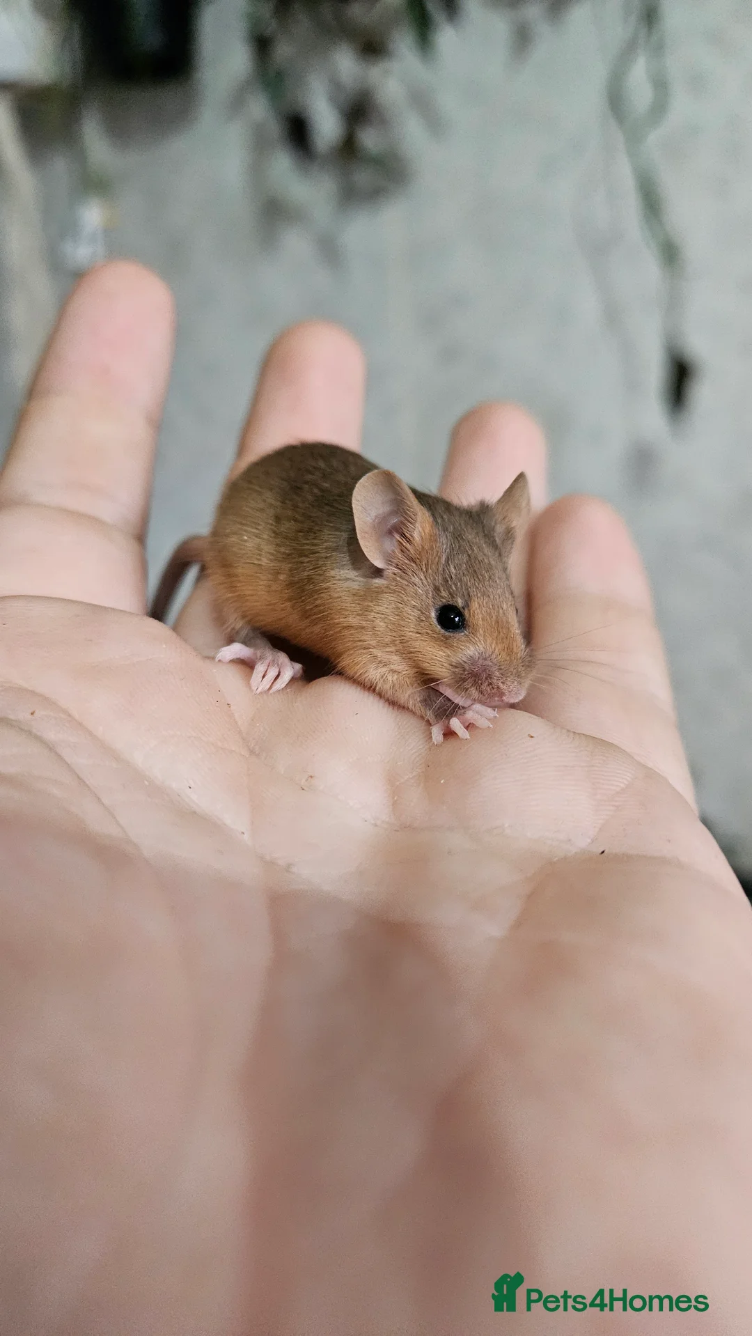 Mouse rodents for sale: Fancy mice females - Advert 2