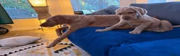 Hungarian Vizsla dogs for sale: Wirehaired Hungarian Vizsla Pups in Malton - Advert 14