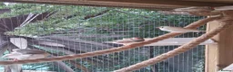 Finches birds for sale: Zebra Finches  - Advert 9