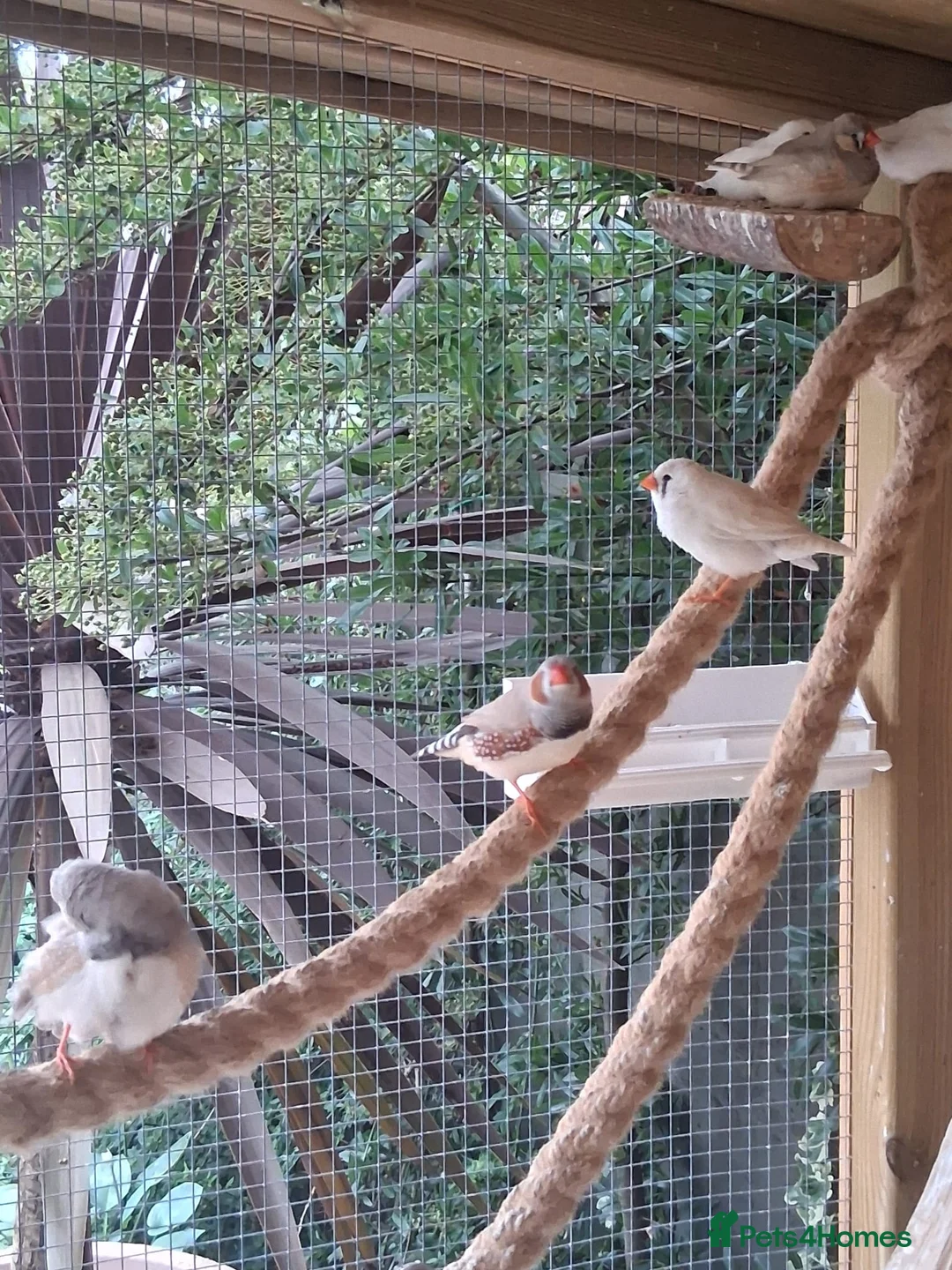 Finches birds for sale: Zebra Finches  - Advert 9