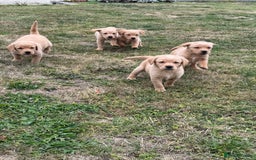 Goldador dogs for sale: Gorgoeus Goldador’s-Health Tested  - Image 12