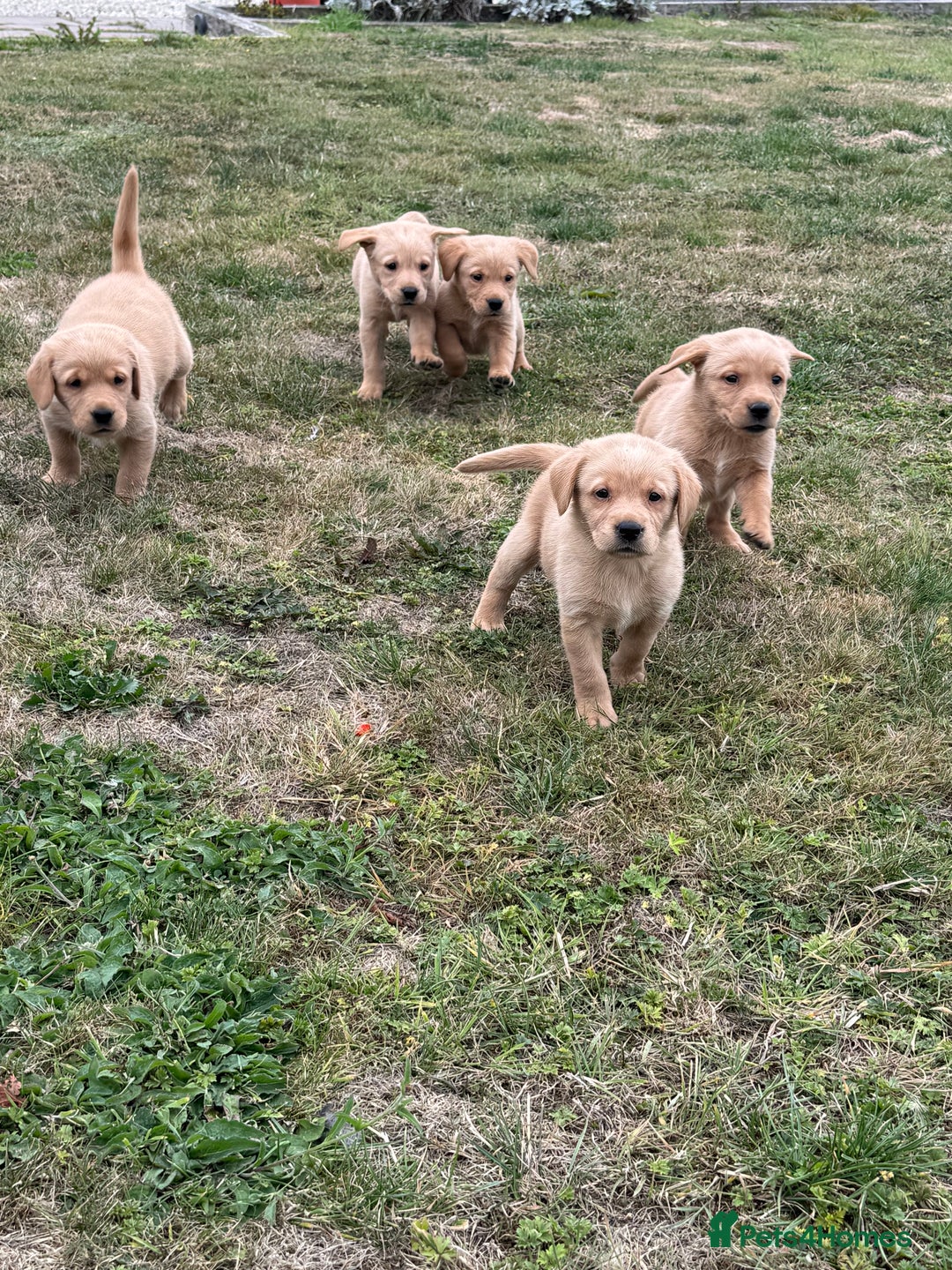Goldador dogs for sale: Gorgoeus Goldador’s-Health Tested  - Image 12