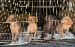 Hungarian Vizsla dogs for sale: Wire haired vizsla X  - Image 1