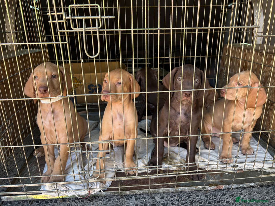 Hungarian Vizsla dogs for sale: Wire haired vizsla X  - Image 1
