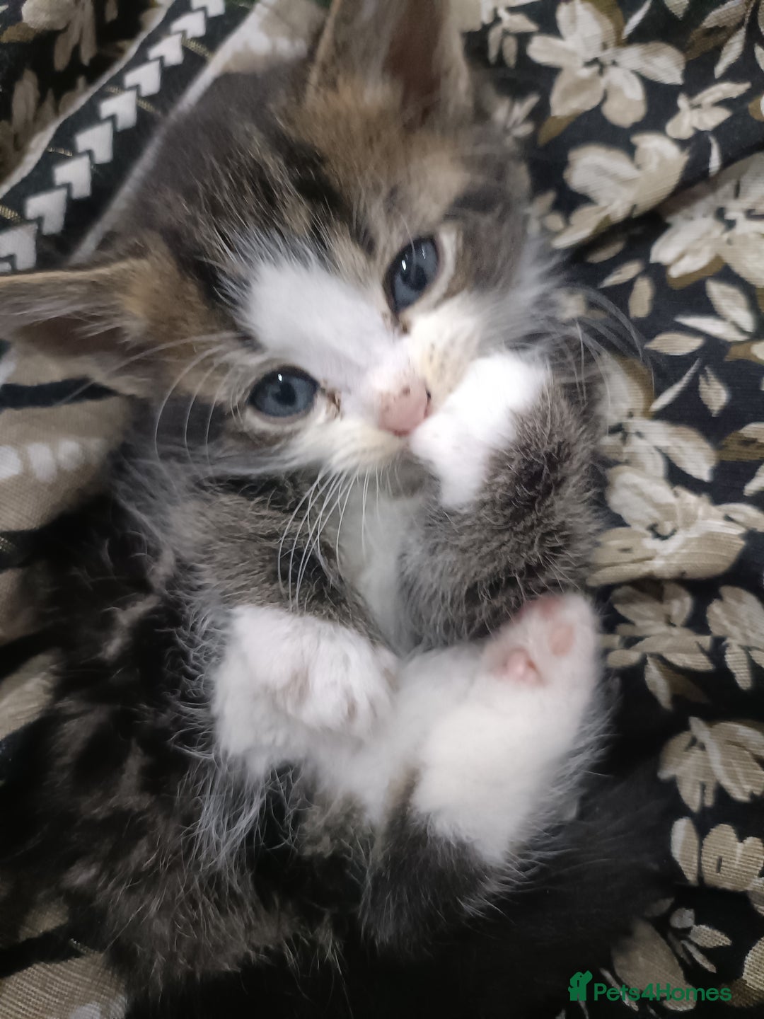 American Shorthair cats for sale: Male kitten available from 11/01/2026 - Advert 3