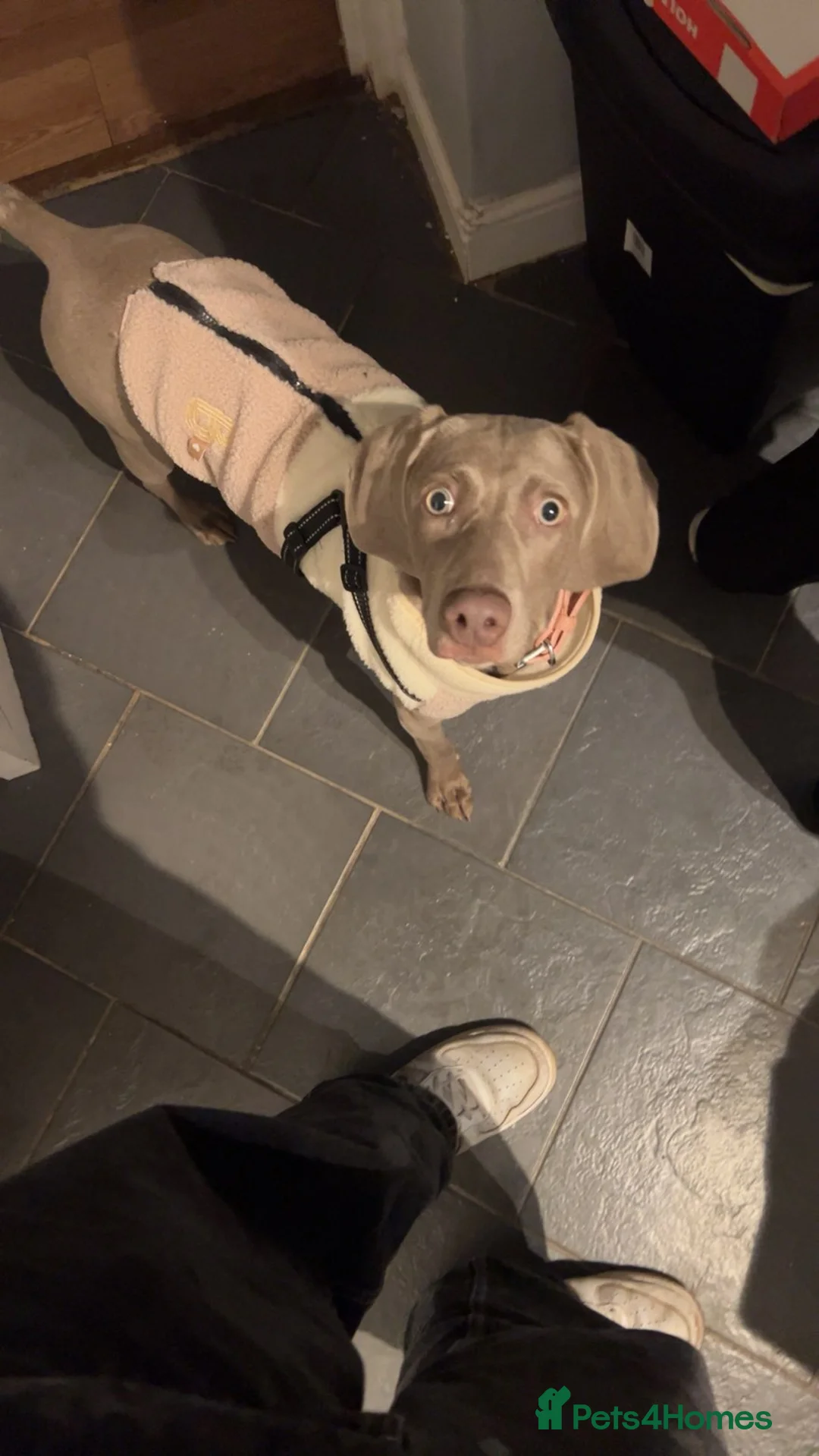 Weimaraner dogs for sale: Female weimaraner - Advert 3