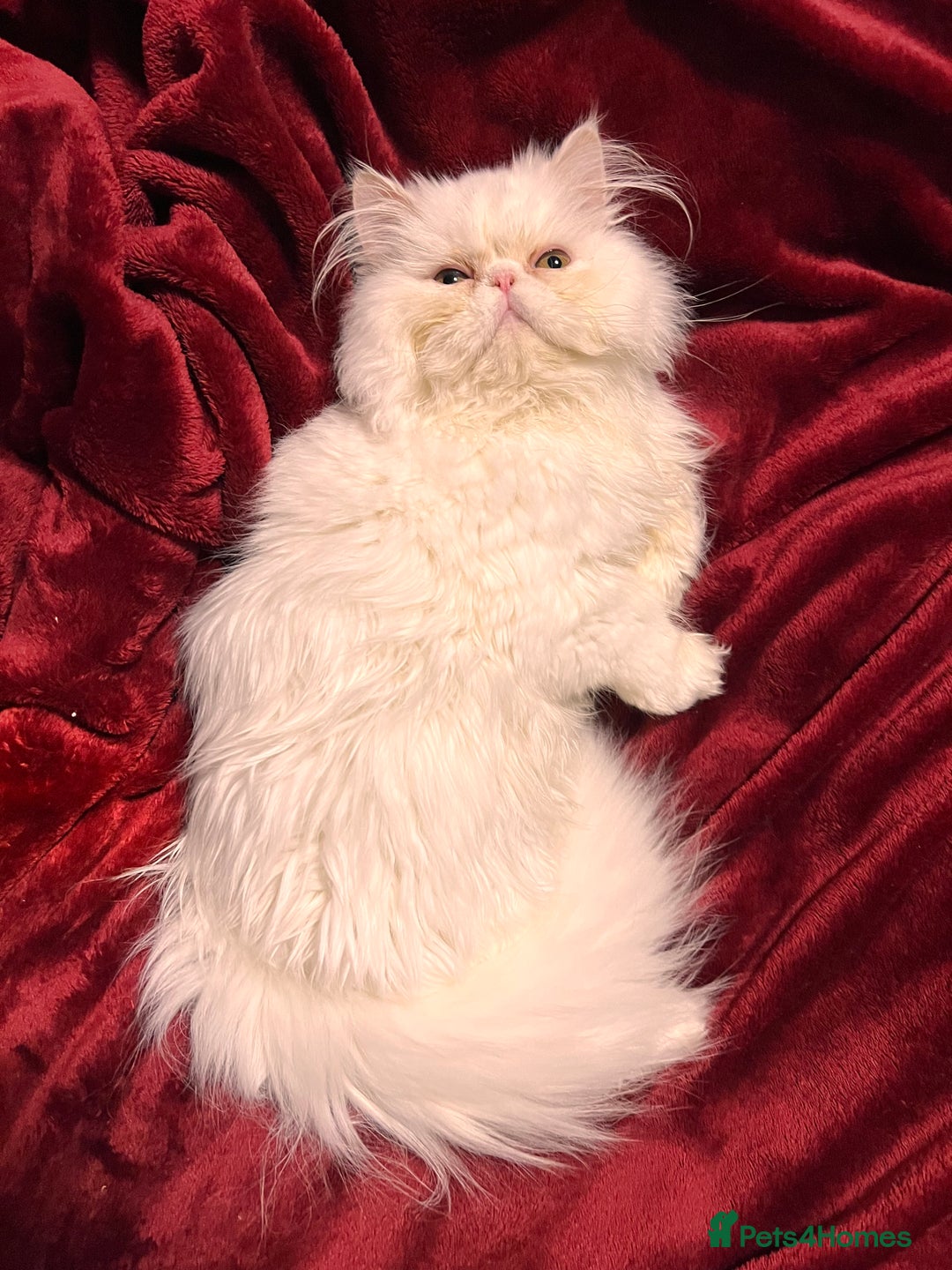 Persian cats for sale: I’m a white pure Persian boy - Advert 3