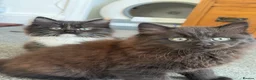 Mixed Breed cats for sale: Kittens for good homes - Advert 16