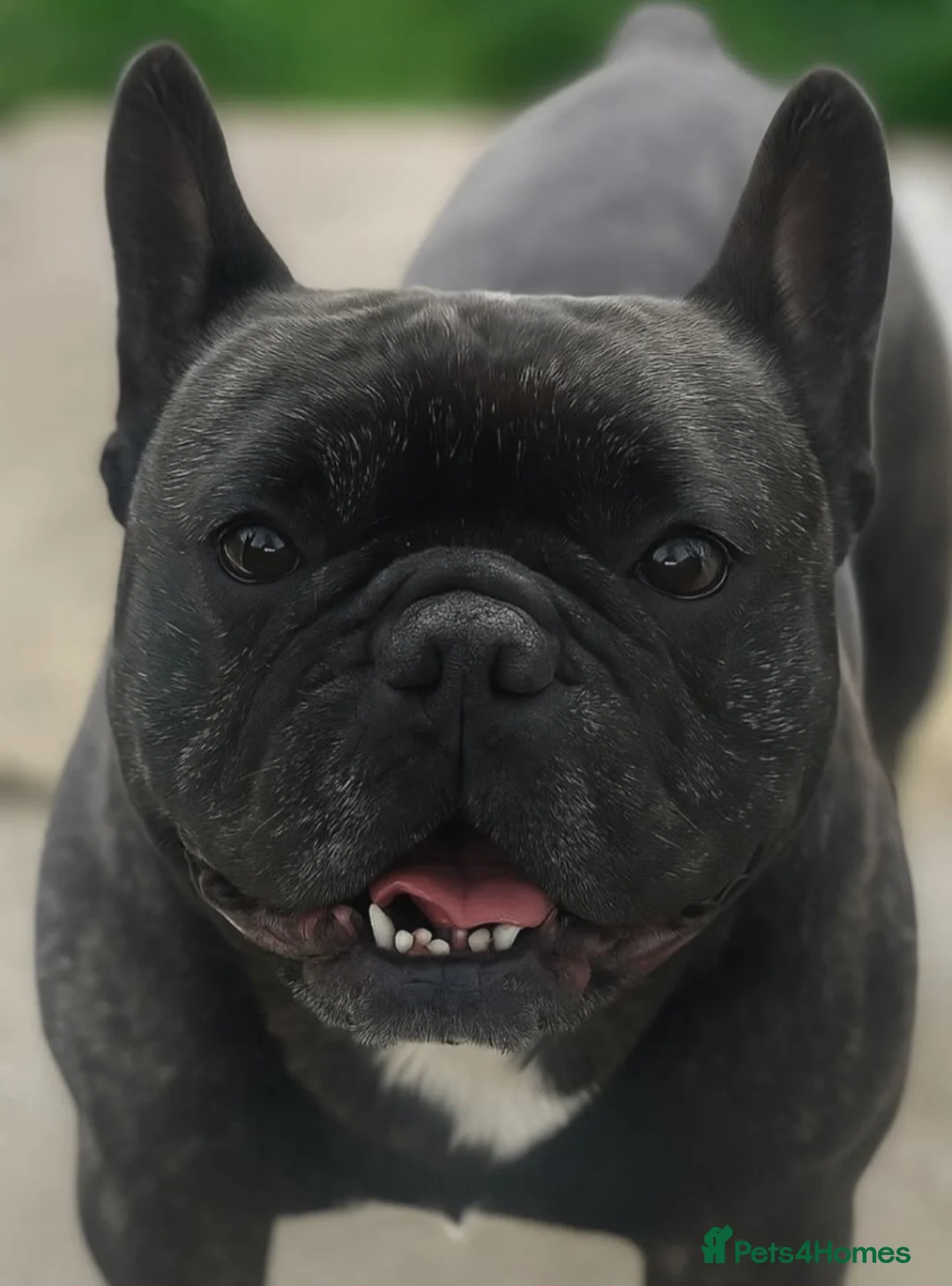 French Bulldog dogs for sale: 5 year old male French Bulldog - Advert 2
