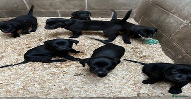 Labrador Retriever dogs Labour pups for sale - Advert 7