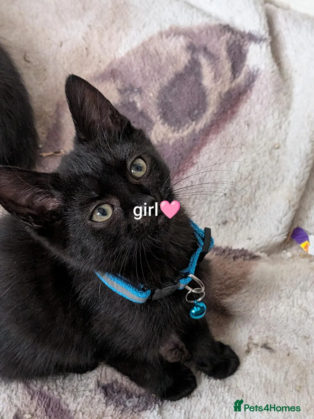 British Shorthair cats for sale: 4 black kittens  - Advert 2