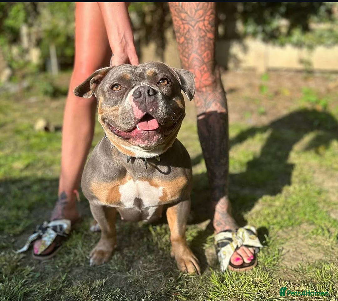 American Bully dogs Blue Tri Female Pocket Bully For Sale - Advert 13