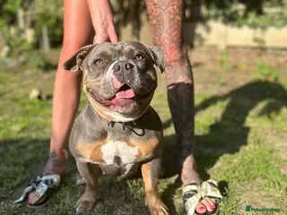 American Bully dogs Blue Tri Female Pocket Bully For Sale - Advert 13