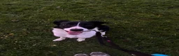 Welsh Collie dogs for sale: Darla - Advert 4