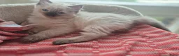 Ragdoll cats for sale: Beautiful ragdolls gccf and tica registered - Advert 8