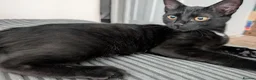 Mixed Breed cats for sale: Male kitten  in London - Advert 1