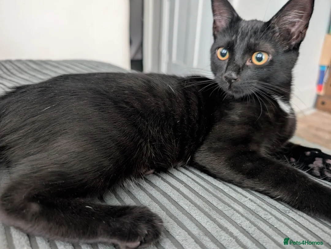 Mixed Breed cats for sale: Male kitten  in London - Advert 1