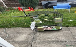 Lovebirds birds for sale: Lovebirds and Budgies for sale  - Image 3