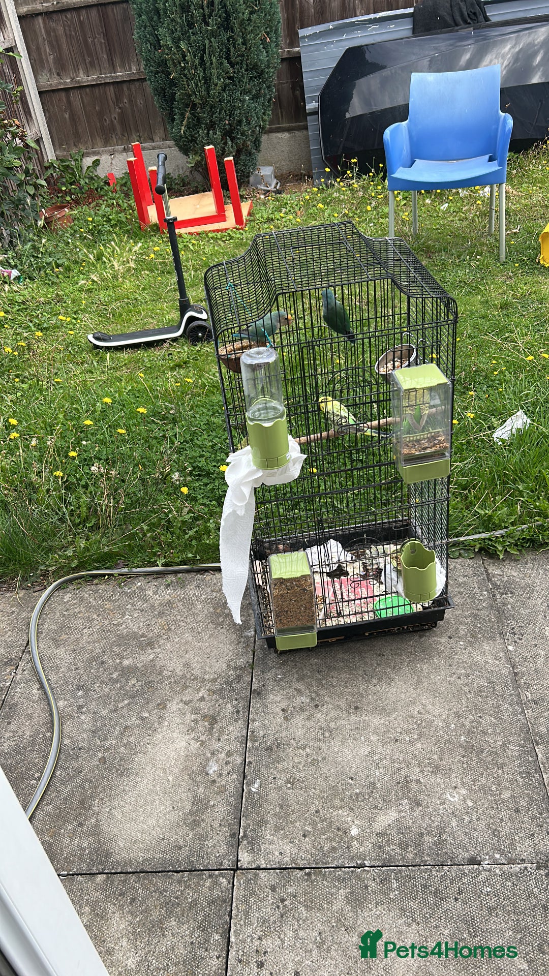 Lovebirds birds for sale: Lovebirds and Budgies for sale  - Image 3