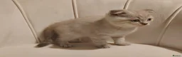British Shorthair cats for sale: 5 handsome boys Bradford  - Advert 34