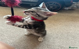 Bengal cats for sale: 🐾 TICA REGISTERED, READY TO LEAVE  😍😍 - Image 4
