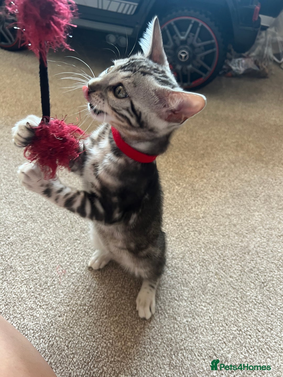 Bengal cats for sale: 🐾 TICA REGISTERED, READY TO LEAVE  😍😍 - Image 4