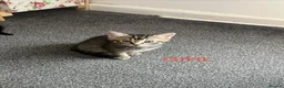 Mixed Breed cats for sale: 3 lovely Kittens for sale - Advert 5