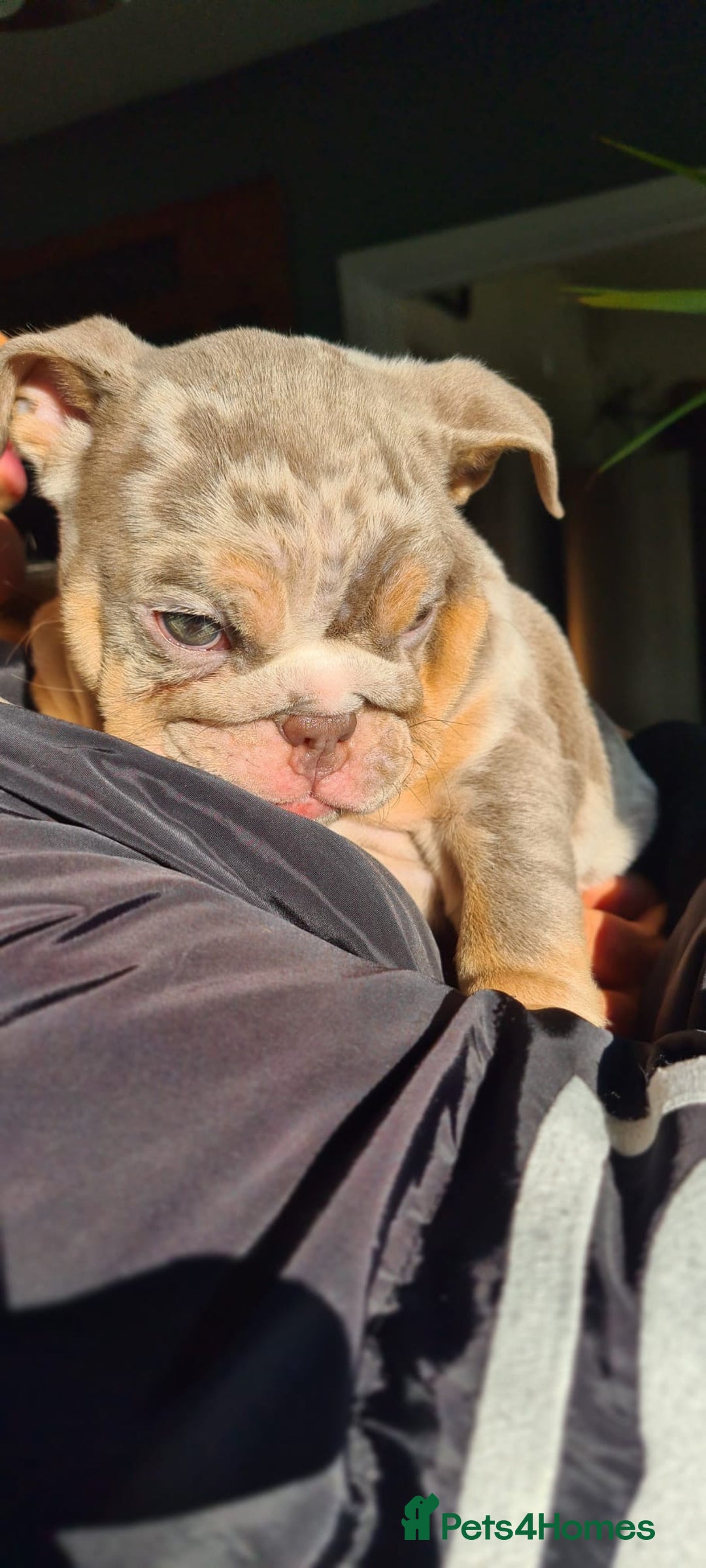 English Bulldog dogs for sale: ✨ lilac Tan & Merle Female bulldog. – Available ✨ - Advert 15