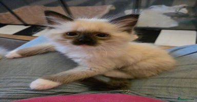 Ragdoll cats - Advert 7