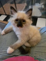 Ragdoll cats - Advert 1