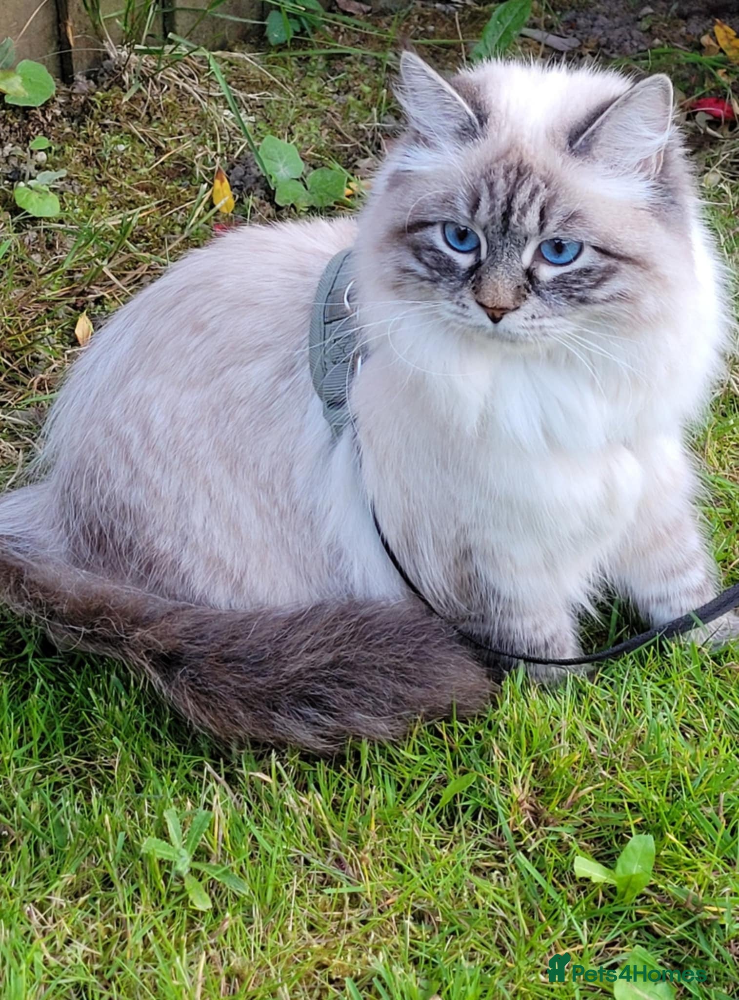 Siberian cats 💎Championship Line - Last Available Kitten💎 - Advert 3