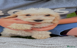 Cockapoo dogs for sale: Beautiful cockapoo pups ready now - Image 2