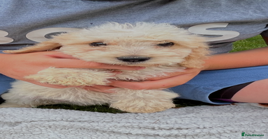 Cockapoo dogs - Advert 13
